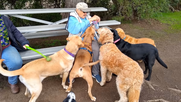 McInnis Dog Park photo 1